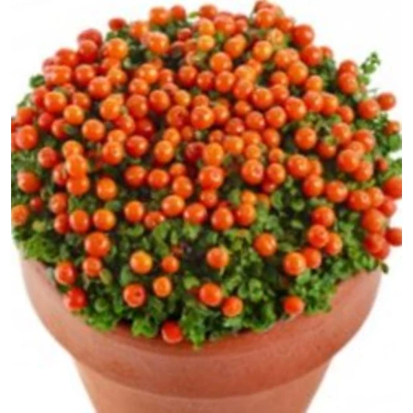 Korallbogyó NERTERA GRANADENSIS FAJTÁK