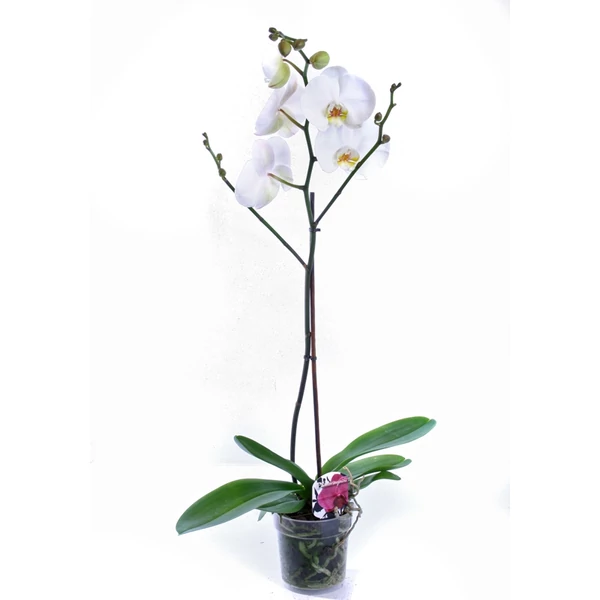 Lepkeorchidea PHALAENOPSIS 2 ÁGAS
