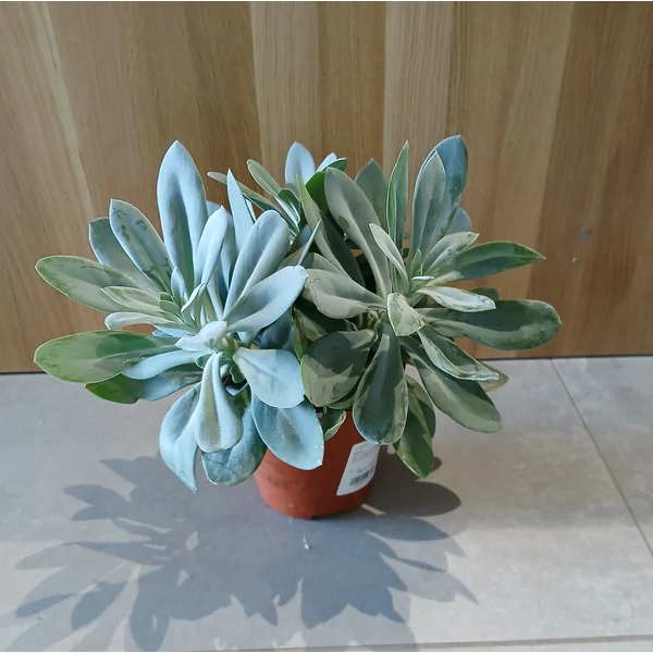 Aggófű SENECIO