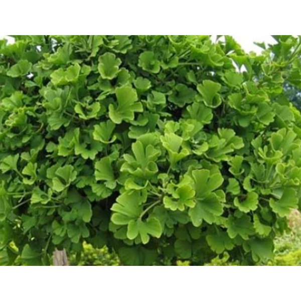 Oszlopos páfrányfenyő   GINKGO BILOBA MENHIR 30/40