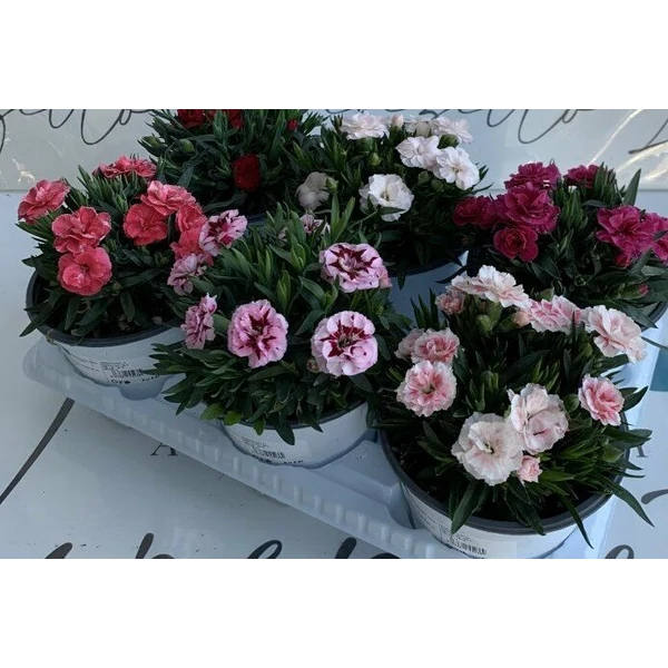 Kerti szegfű DIANTHUS PEMAN CS14