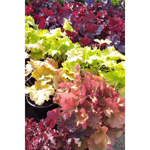 Tűzeső HEUCHERA FAJTÁK CS14