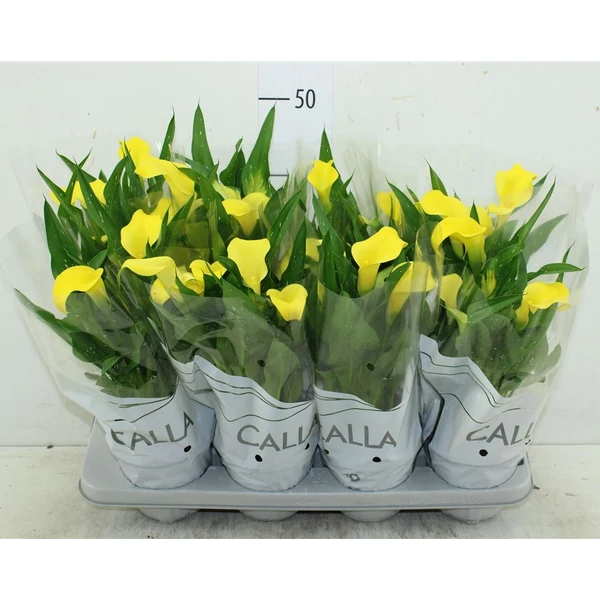 Kála MIX CS13   
