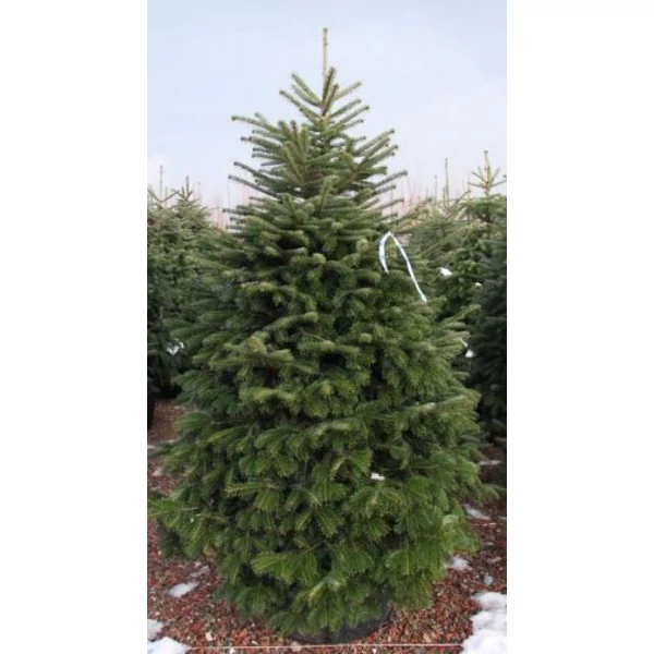 Kaukázusi jegenyefenyő   ABIES NORDMANNIANA EXTRA 100/125 K35-50
