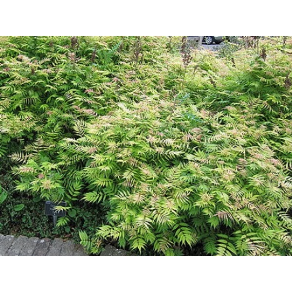 Aranylombú tollas gyöngyvessző SORBARIA SORBIFOLIA SEM K3