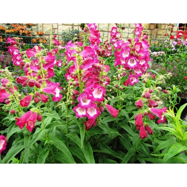Bugatölcsér PENSTEMON DHARTWEGII VIOLET CS13