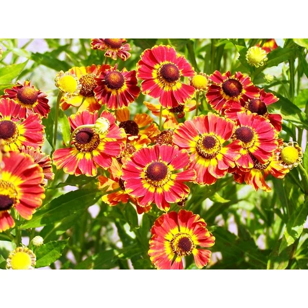 Napfényvirág HELENIUM AUTUMNALE FAJTÁK CS15
