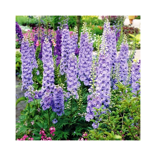 Szarkaláb DELPHINIUM ELATUM K3