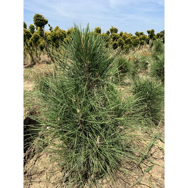 Oszlopos feketefenyő PINUS NIGRA PYRAMIDALIS 60/80*