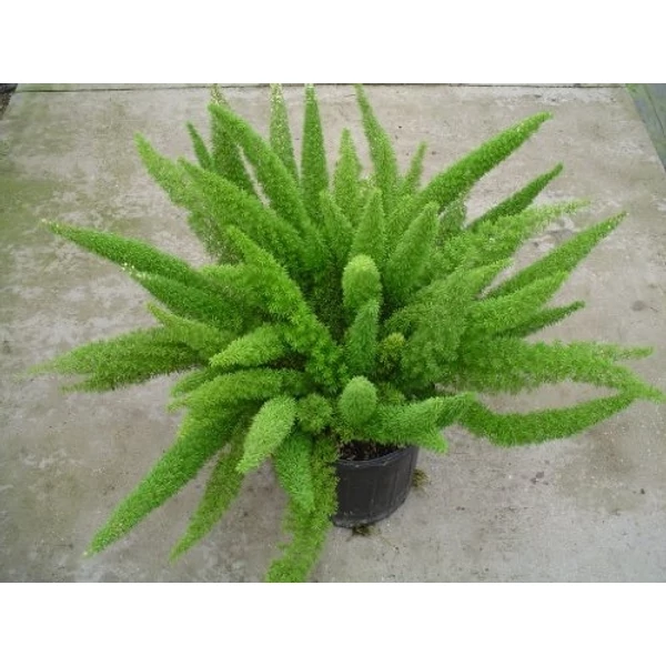 Aszparágusz ASPARAGUS DENSIFLORUS MEYERS CS12