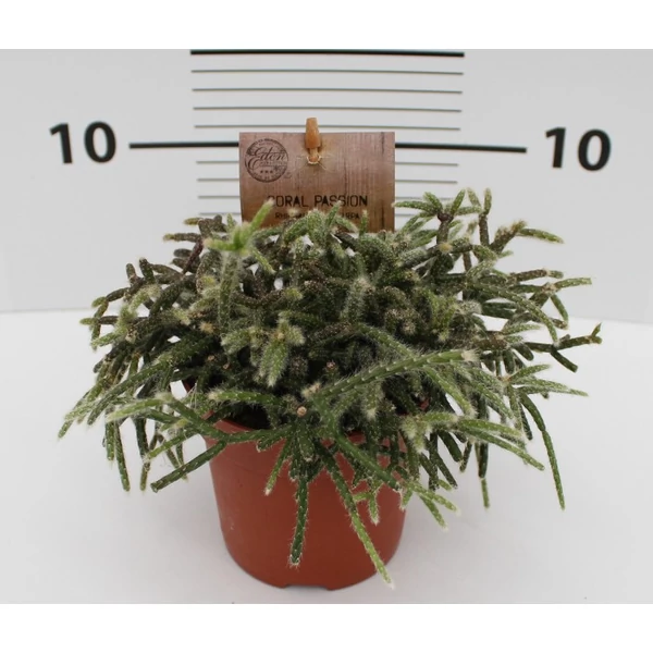 Vesszőkaktusz RHIPSALIS FAJTÁK CS12