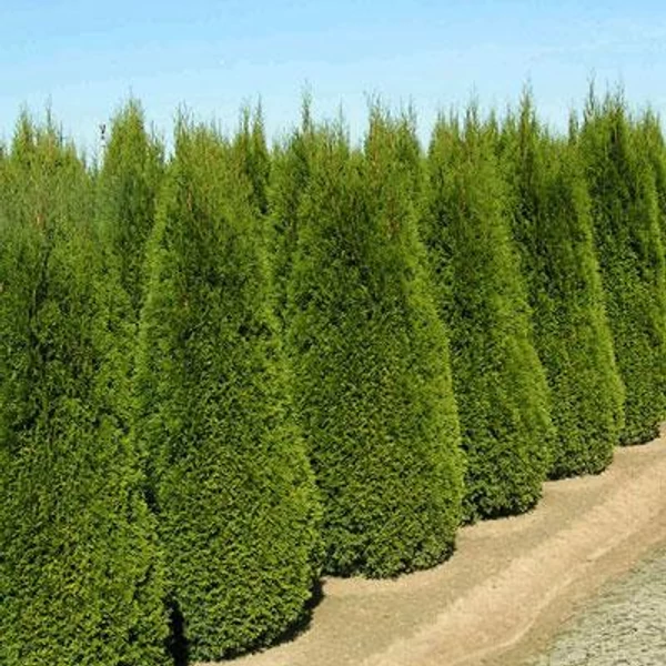 Smaragd tuja   THUJA OCCIDENTALIS SMARAGD 150/175 2×I NYÍRT K42-50