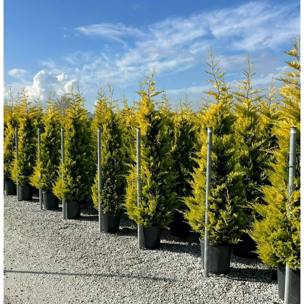 Arany lombú leyland ciprus CUPRESSOCYPARIS LEYLANDII GOLD RIDER 175/200 K25