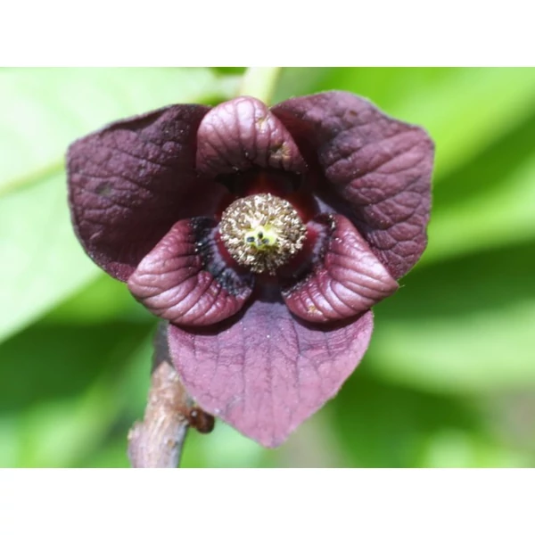 Indiánbanán ASIMINA TRILOBA 40/60 K3