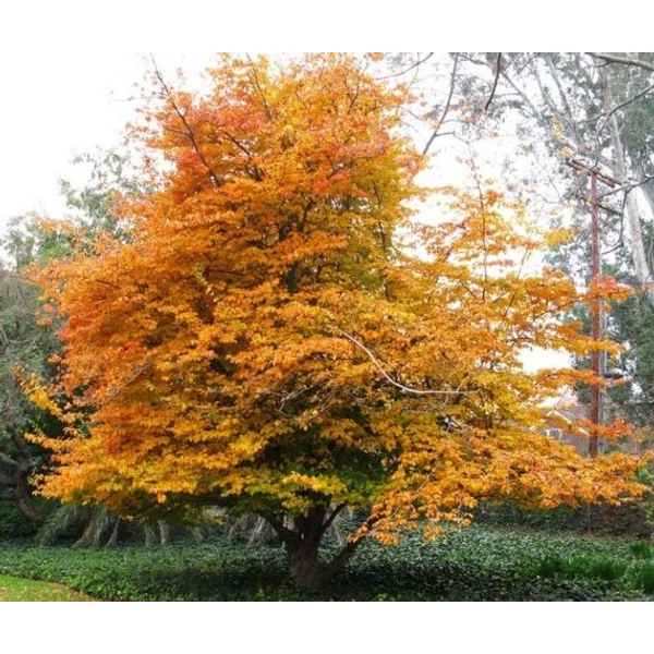 Oszlopos perzsafa   PARROTIA PERSICA PERSIAN SPIRE K3