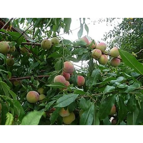 Parasztbarack őszibarack PRUNUS PERSICA PARASZTBARACK SZGY