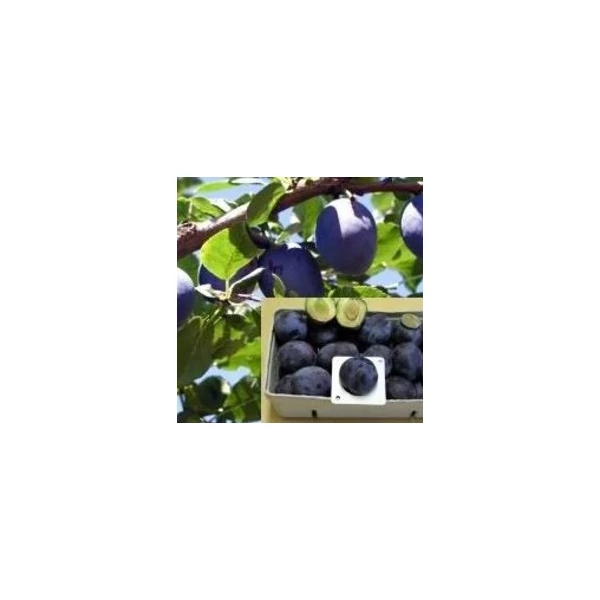 Topfirst szilva PRUNUS DOMESTICA TOPFIRST SZGY