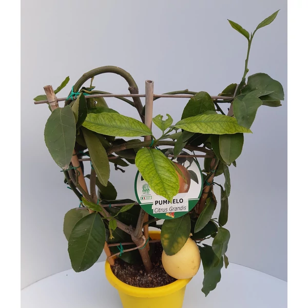 Pomelo   CITRUS POMELO FAL 60CM K3