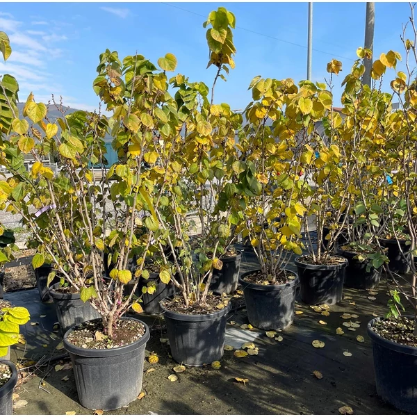 Kínai júdásfa   CERCIS CHINENSIS AVONDALE 150/175 K50/70