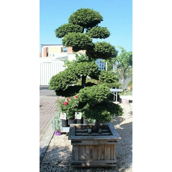 Hamisciprus    CHAMAECYPARIS OBTUSA BONSAI FA LÁDÁBAN
