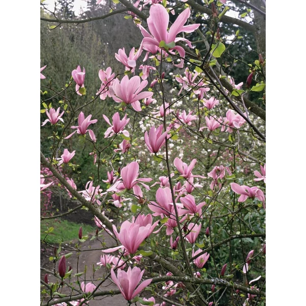 Liliomfa    MAGNOLIA GALAXY T1/2 6/8 K18