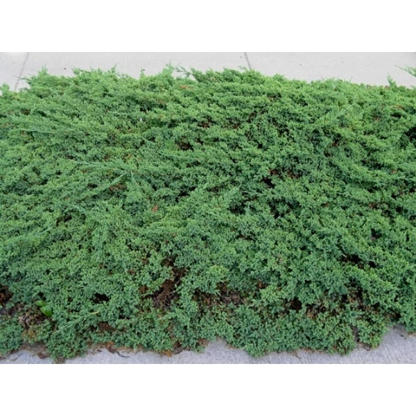 Japán törpeboróka   JUNIPERUS PROCUMBENS NANA T1/4 K5