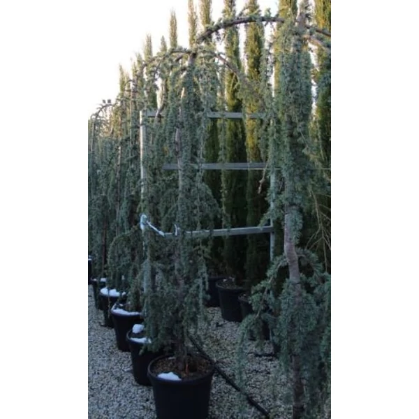 Kék csüngő atlasz cédrus CEDRUS ATLANTICA GLAUCA PENDULA 250/300 16/18 K60