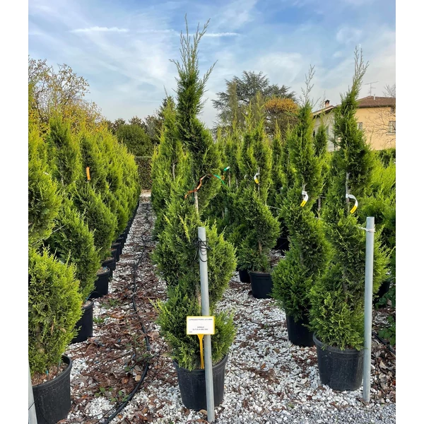 Arany lombú leyland ciprus CUPRESSOCYPARIS LEYLANDII CASTLEWELLAN GOLD SPIRÁL 140/160 K25