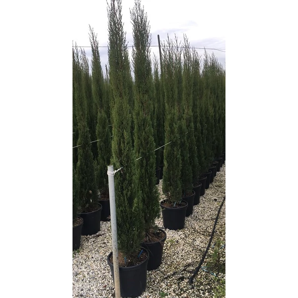 Toszkán ciprus   CUPRESSUS SEMPERVIRENS PYRAMIDALIS 500/+ K155