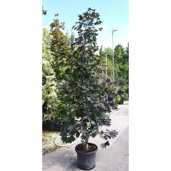 Vörös levelű korai juhar ACER PLATANOIDES FAASSEN'S BLACK 175/200 K35