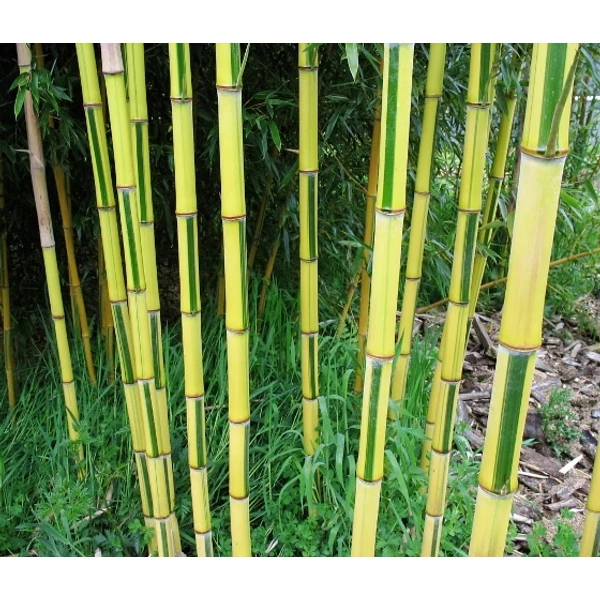 Kínai zöldcsíkos aranyszárú bambusz PHYLLOSTACHYS AUREOSULCATA SPECTABILIS K35