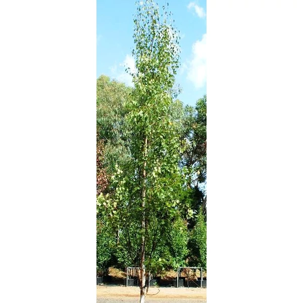Oszlopos nyír   BETULA ALBA FASTIGIATA 450/500 K90