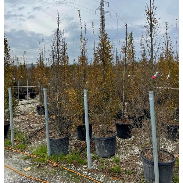 Oszlopos gyertyán   CARPINUS BETULUS PYRAMIDALIS 300/350 K70