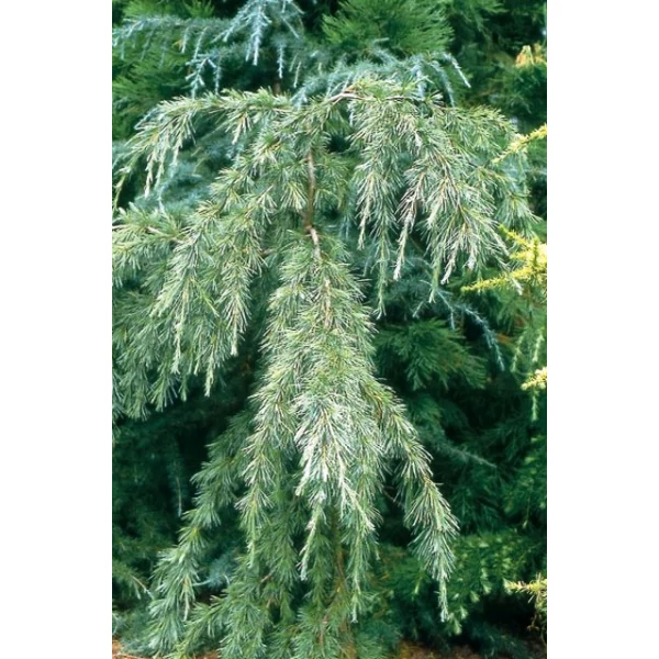 Himalájai cédrus   CEDRUS DEODARA ROBUSTA 300/350 K240