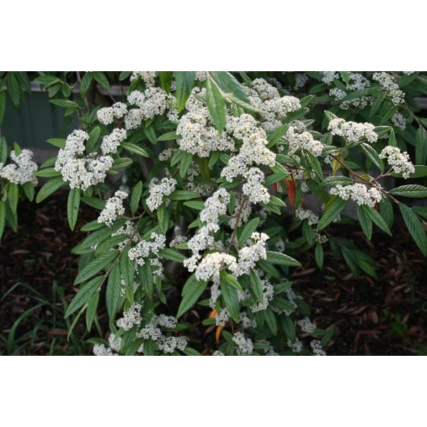 Fűzlevelű madárbirs   COTONEASTER SALICIFOLIUS T200 10/12 K35