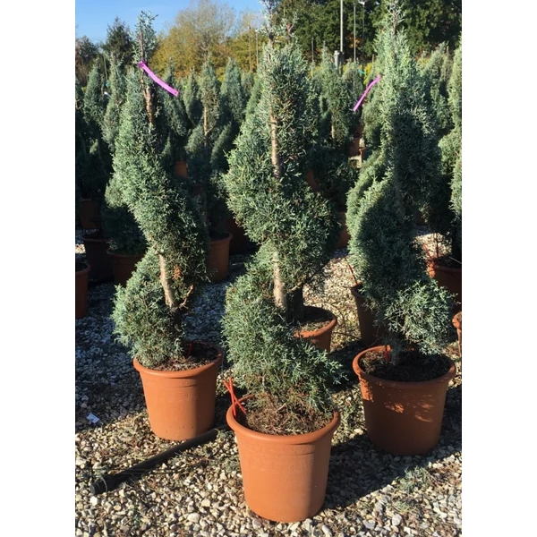 Oszlopos, kék arizoniai ciprus CUPRESSUS ARIZONICA FASTIGIATA SPIRÁL 120/+ K18