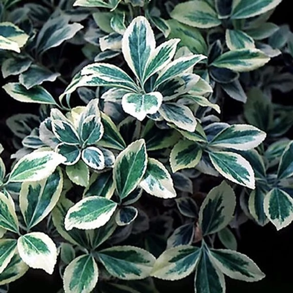 Japán kecskerágó   EUONYMUS JAPONICUS SILVER KING 30/40 K3