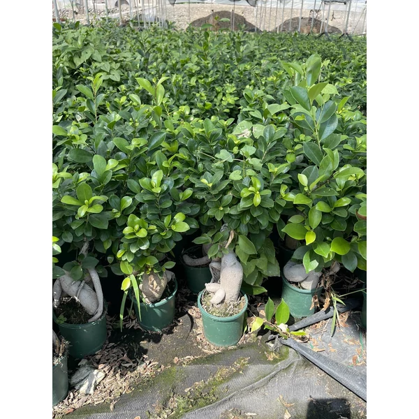 Fikusz bonsai FICUS GINSENG BONSAI K2