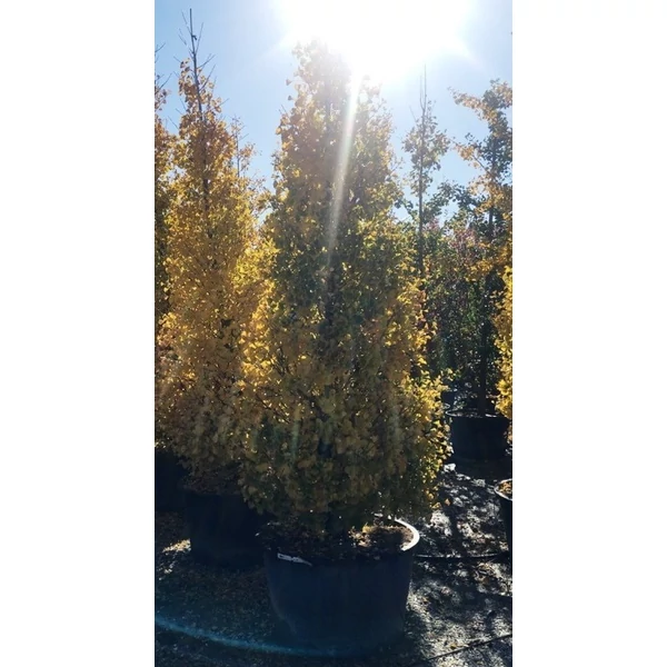 Oszlopos páfrányfenyő   GINKGO BILOBA FASTIGIATA BLAGON 150/175 K30