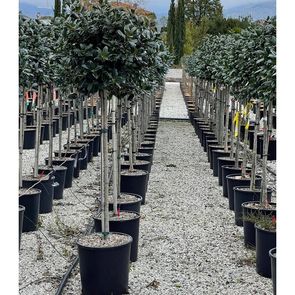 Közönséges magyal   ILEX MUTCHAGARA NELLIE R. STEVENS T1/2 K18