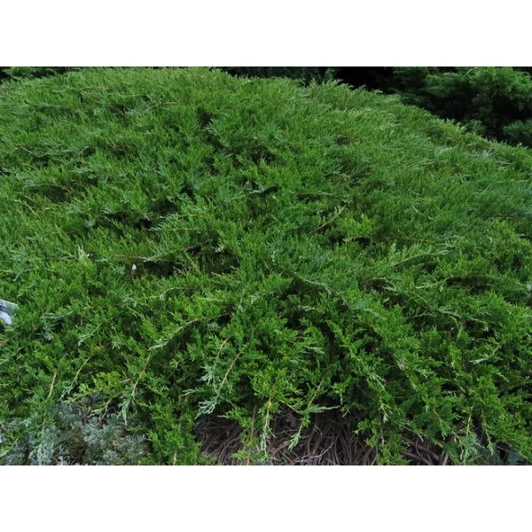 Nehézszagú boróka   JUNIPERUS SABINA ROCKERY MIXED T120/140 K25