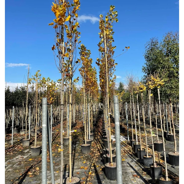 Oszlopos tulipánfa   LIRIODENDRON TULIPIFERA FASTIGIATUM T200 10/12 K30