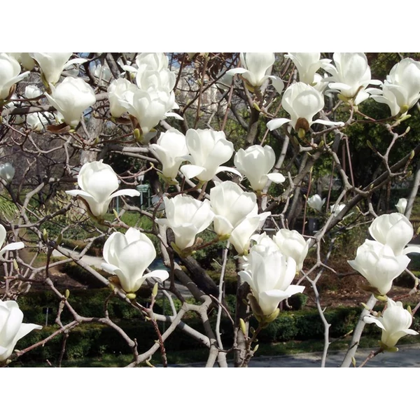 Hófehér liliomfa   MAGNOLIA DENUDATA YULAN 12/14 K55