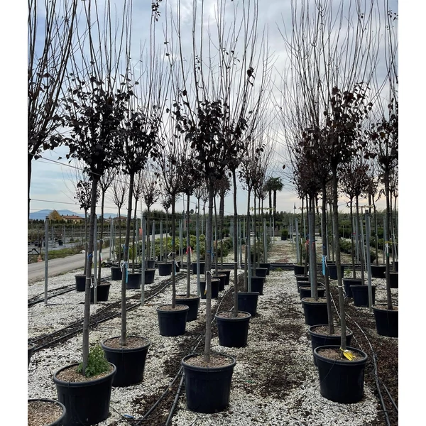 Vérszilva    PRUNUS CERASIFERA PISSARDI T200 14/16 K70