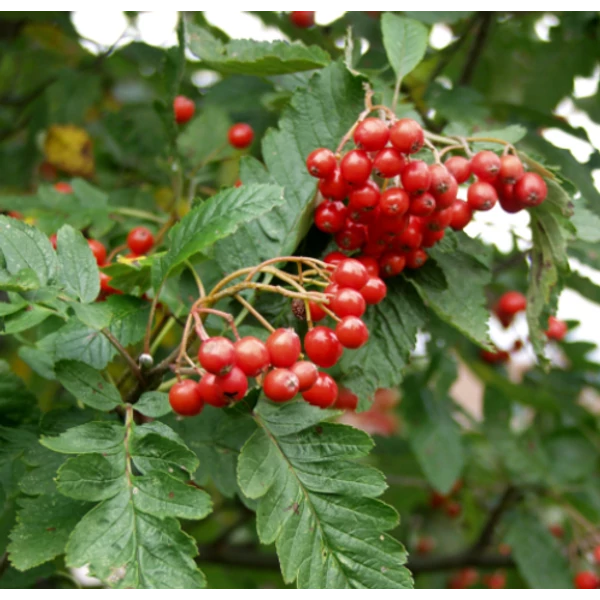 Türingiai berkenye   SORBUS THURINGIACA FASTIGIATA 8/10 K35