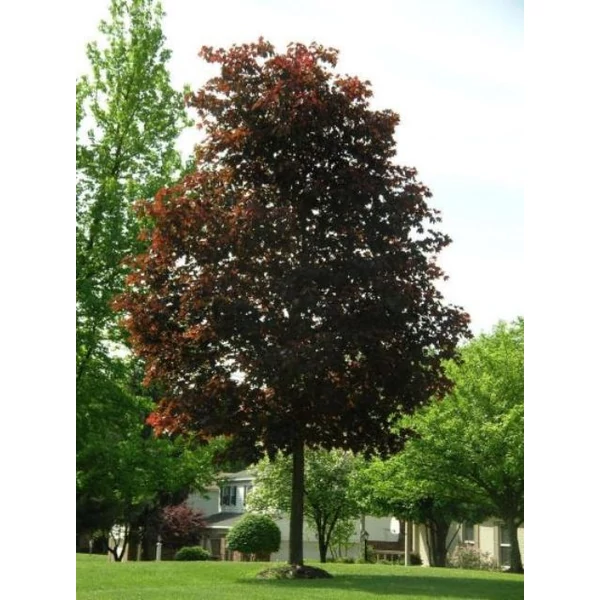 Vöröslevelű korai juhar  ACER PLATANOIDES CRIMSON KING 6/8 K35