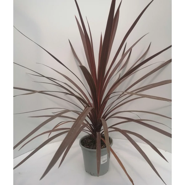 Bíbor bunkóliliom CORDYLINE AUSTRALIS RED STAR 60/70 K2,5