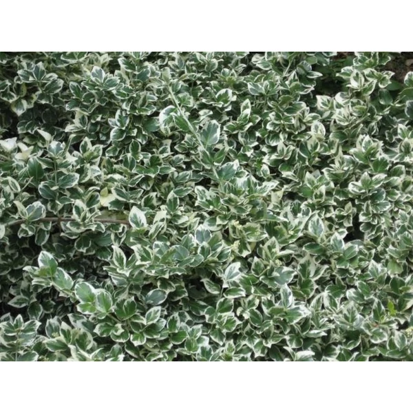 Repkény kecskerágó   EUONYMUS FORTUNEI EMERALD GAIETY 10/15 CS9