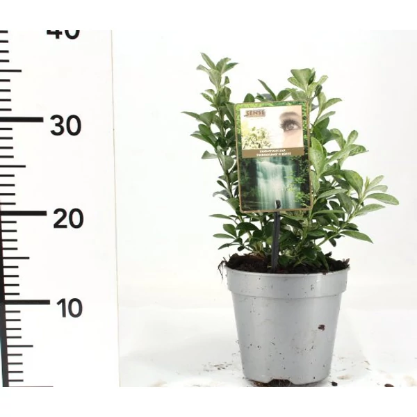 Japán kecskerágó   EUONYMUS JAPONICUS PIERROLINO 25/+ CS17