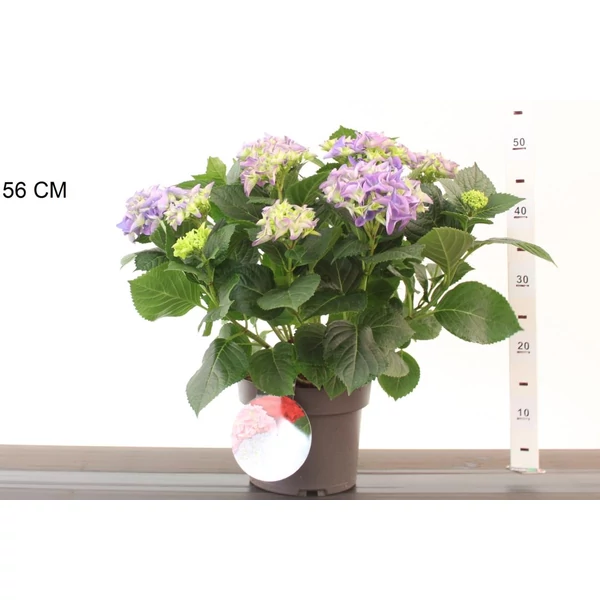 Kerti hortenzia HYDRANGEA MACROPHYLLA EARLY BLUE K4